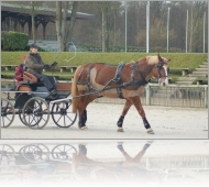 Image au hasard
