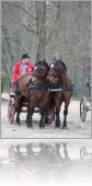 Image au hasard